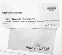 Diaporthe crataegi image